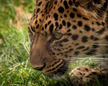 Close-up of a leopard 
