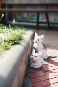 Close-up of a cat