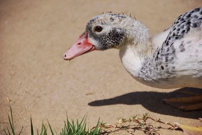 Close up of a bird