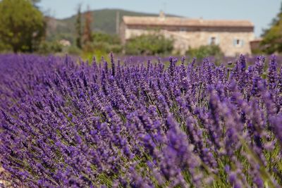 Close-up of lavender growing on field