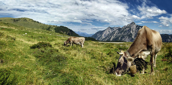 Two cows grazing on a summer day in the austrian alps