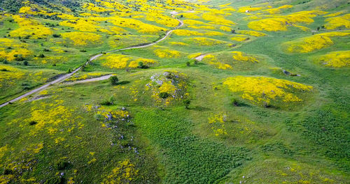 High angle view of yellow flowers on field