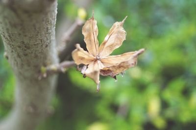 Close-up of wilted plant by tree