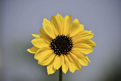 Close-up of sunflower