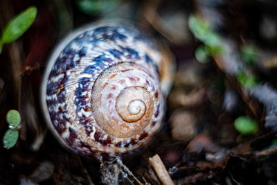 Close-up of snail shell on field