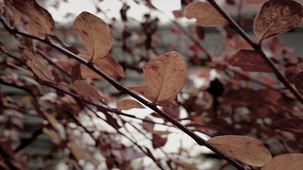 leaf, dry, focus on foreground, close-up, autumn, nature, brown, leaves, selective focus, change, season, tree, fungus, day, growth, outdoors, wood - material, mushroom, twig, no people