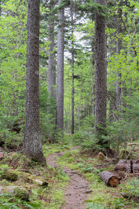 Pine trees in forest
