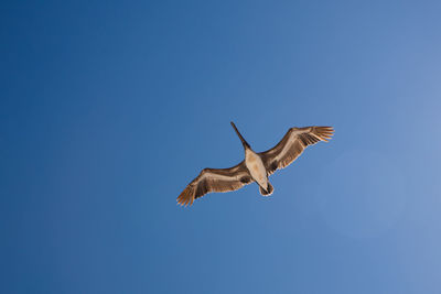 Low angle view of bird flying against clear blue sky