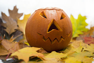 Close-up of pumpkin on autumn leaves