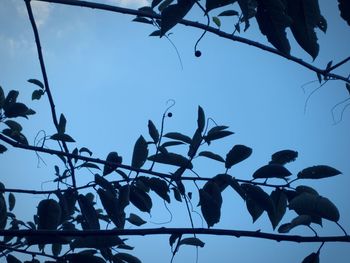 Low angle view of tree against clear blue sky