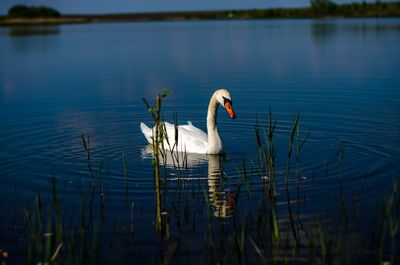 Swan swimming in lake