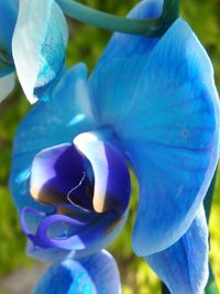 Close-up of blue flower blooming outdoors