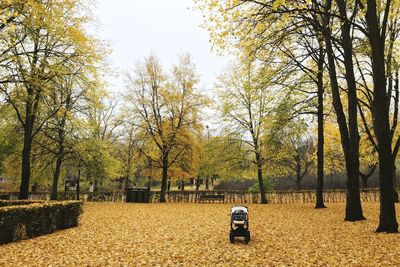 Baby stroller by trees in park during autumn
