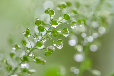 Close-up of water drops on plant