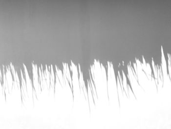 Close-up of fresh plants against clear sky