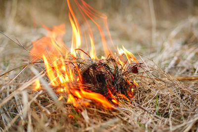 Close-up of bonfire at night