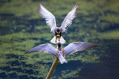 Bird flying over lake