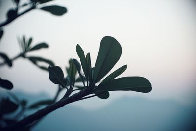 Close-up of plant against clear sky