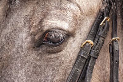 Cropped image of horse eye