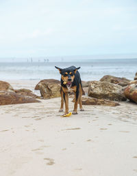 Miniature pinscher eating food by rocks at beach