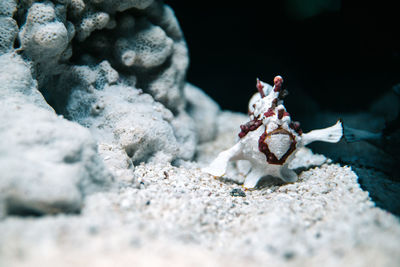 Close-up of fish swimming in aquarium