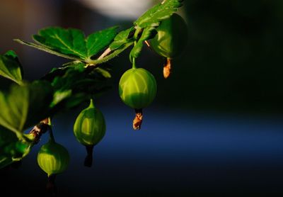 Close-up of fruit growing on plant