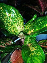 Close-up of green leaves on plant