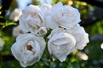 Close-up of white roses