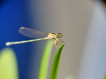 Close-up of damselfly on plant