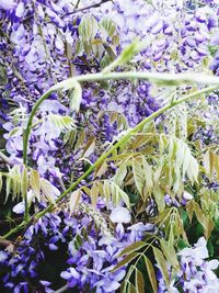 Close-up of purple flowering plants