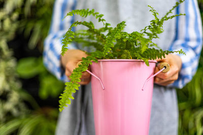 Close-up of potted plant