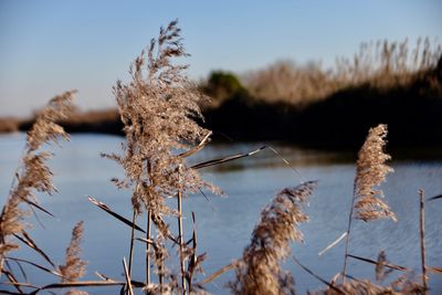 Close-up of dry plants on snow covered land