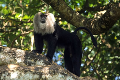 Low angle view of monkey on tree in forest