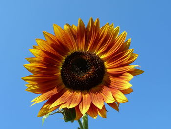 Close-up of sunflower