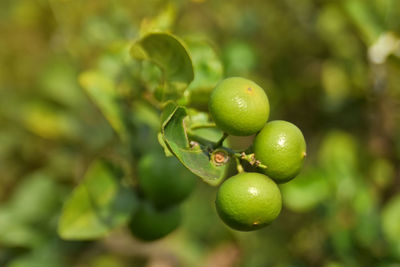 Close-up of fruits growing on tree