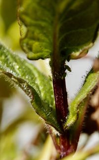 Close-up of fresh green plant with water drops