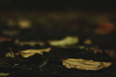 Close-up of autumn leaf at night