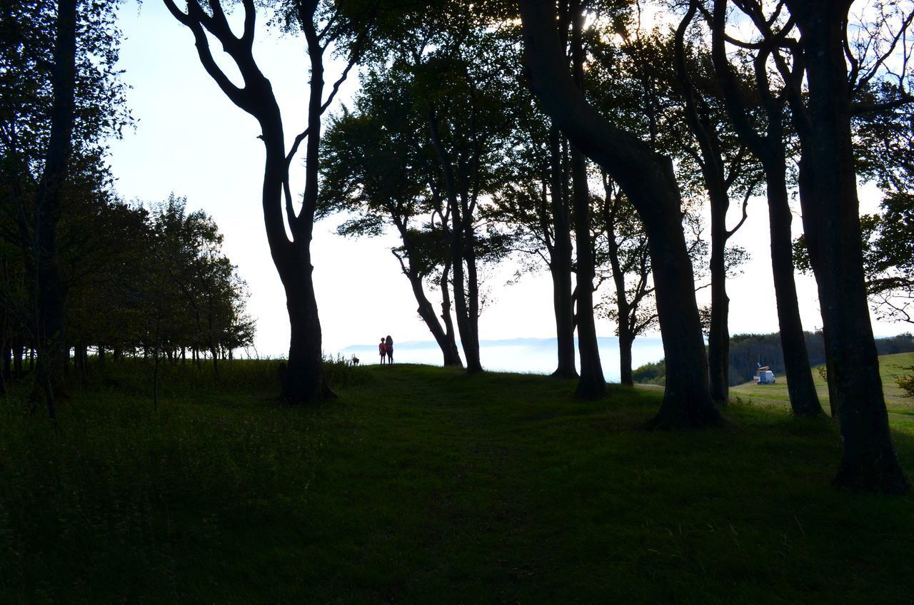 TREES ON FIELD