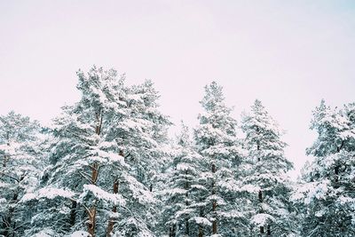 Low angle view of trees against clear sky