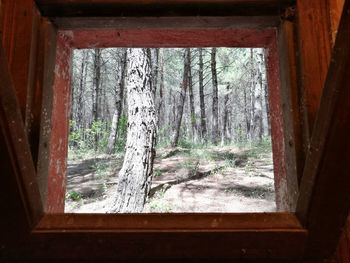 Close-up of trees seen through window