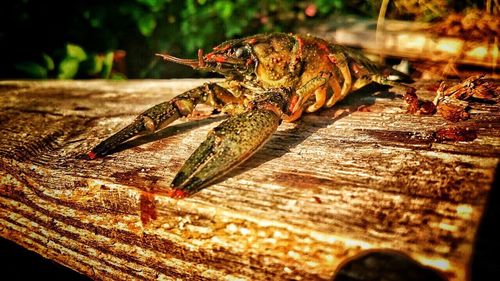 Close-up of insect on wood