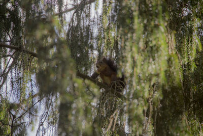 Low angle view of lizard on tree in forest