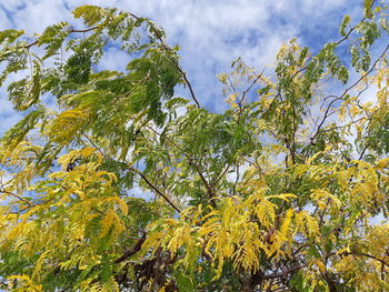 Low angle view of leaves against sky