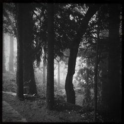 Trees in forest