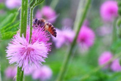 Close-up of bee pollinating on purple flower