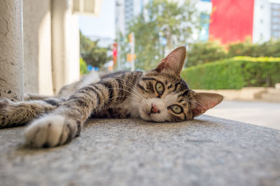 Close-up portrait of cat lying on retaining wall