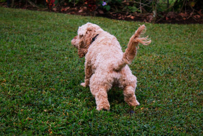 View of a dog running on field