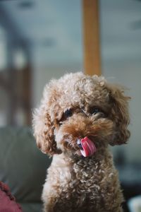 Close-up of dog sticking out tongue