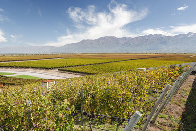 Wine and vineyards around the world - argentina