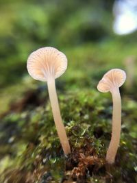 Close-up of mushroom growing outdoors